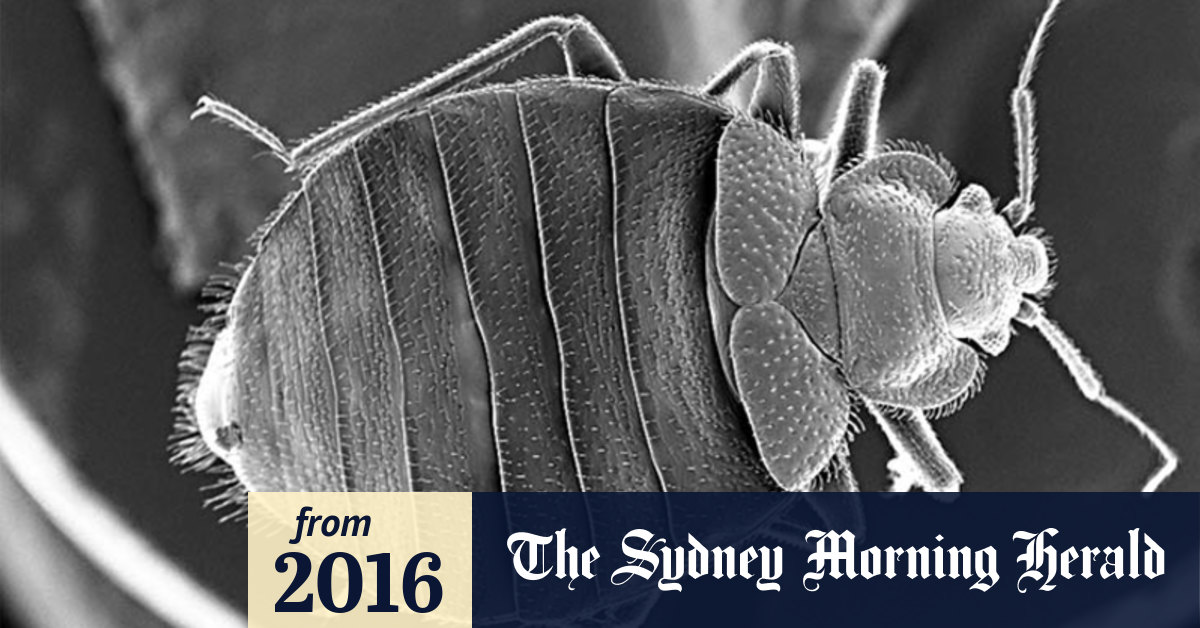 Video Why the bed bugs keep biting